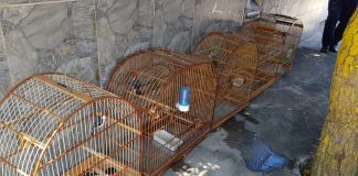 Operação do Ministério Público contra tráfico de animais silvestres cumpre mandados em Juatuba