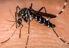 Durante pandemia, doenças transmitidas pelo Aedes aegypti também preocupam