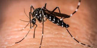 Durante pandemia, doenças transmitidas pelo Aedes aegypti também preocupam