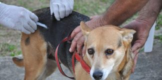 Confira os registros da semana