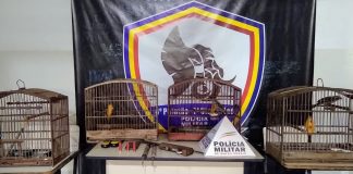 Animais silvestres sem licença são encontrados no bairro João Paulo II