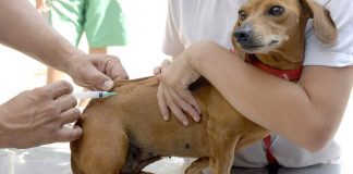 Vacinação antirrábica começa na próxima segunda em Mateus Leme