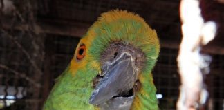 ONG Asas e Amigos promove ação de apadrinhamento de animais resgatados