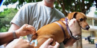 Vacinação antirrábica em Juatuba neste sábado