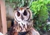 Bombeiros resgatam coruja em Juatuba