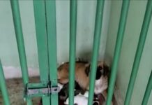 Denúncia mostra cães presos sem comida, sem água e em meio sujeira no Projeto Animal Luz