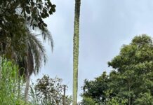 Contra o mato que toma conta, Juatuba promete ritmo acelerado na limpeza urbana