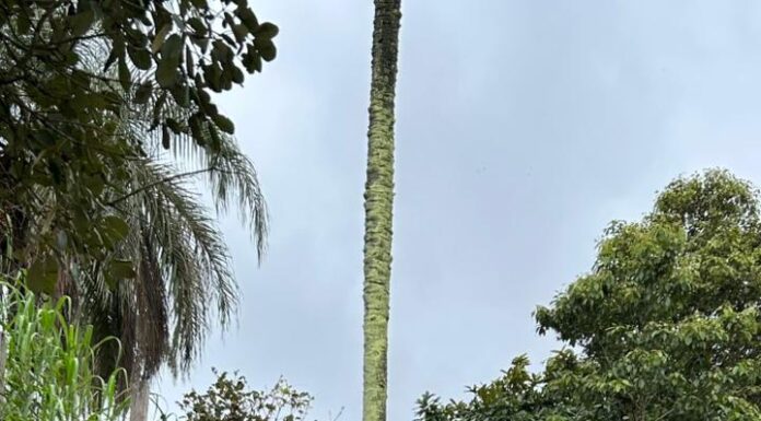 Contra o mato que toma conta, Juatuba promete ritmo acelerado na limpeza urbana