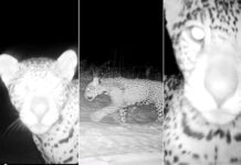 Trigêmeos de onça-pintada terão nomes definidos por votação popular em MG