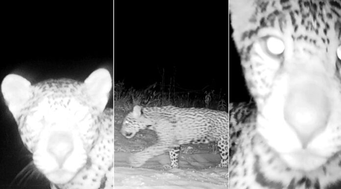 Trigêmeos de onça-pintada terão nomes definidos por votação popular em MG