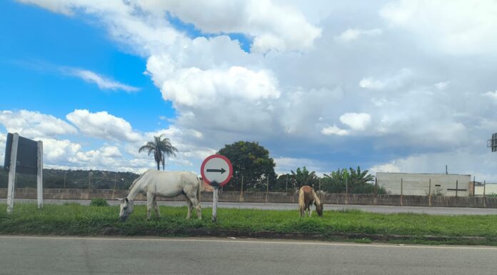 Juatuba vai regulamentar recolhimento de cavalos e animais soltos em vias públicas