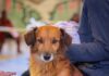 Semana de Castração de cães e gatos em Juatuba começa segunda