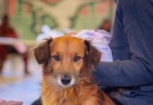 Semana de Castração de cães e gatos em Juatuba começa segunda