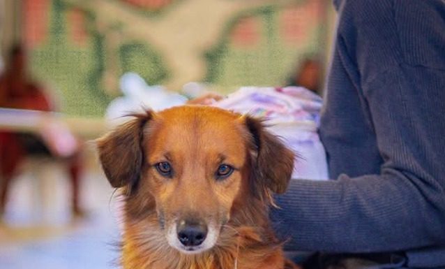 Semana de Castração de cães e gatos em Juatuba começa segunda